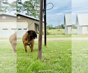 Bullmastiff Puppy for sale in RICHARDS, TX, USA