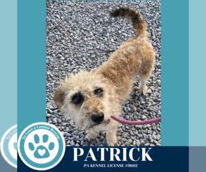 Border Terrier-Unknown Mix Dogs for adoption in Kimberton, PA, USA