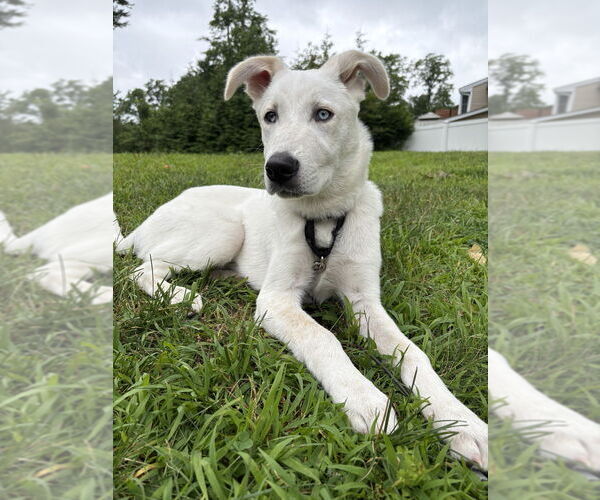 Medium Photo #21 Huskies -Labrador Retriever Mix Puppy For Sale in Brewster, NY, USA