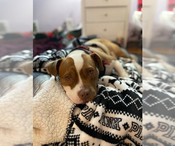 Medium Photo #5 American Pit Bull Terrier-Unknown Mix Puppy For Sale in Oakhurst, NJ, USA