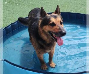 German Shepherd Dog-Unknown Mix Dogs for adoption in Rockwall, TX, USA