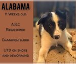 Puppy Alabama Border Collie
