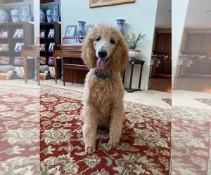 Poodle (Standard) Puppy for sale in CHRISTIANA, DE, USA
