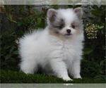 Small #11 Pomeranian