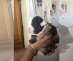 Small #4 Bulldog