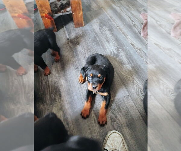 Medium Photo #3 Rottweiler Puppy For Sale in DANVILLE, IL, USA