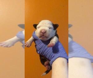 American Bully Puppy for sale in CHESTER, PA, USA