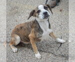 Small #2 Beagle-Catahoula Leopard Dog Mix