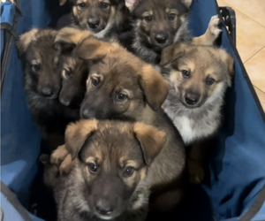 German Shepherd Dog Puppy for sale in RIVERSIDE, CA, USA