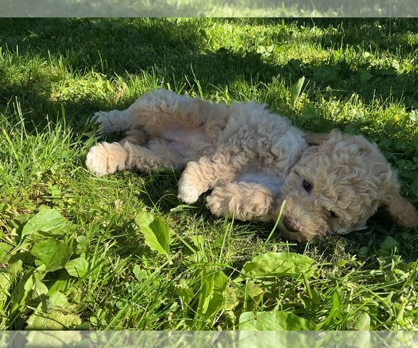 Medium Photo #3 Goldendoodle (Miniature) Puppy For Sale in KEWASKUM, WI, USA