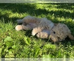 Small #2 Goldendoodle (Miniature)