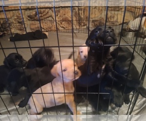 German Shorthaired Pointer-Golden Retriever Mix Puppy for sale in AMARILLO, TX, USA