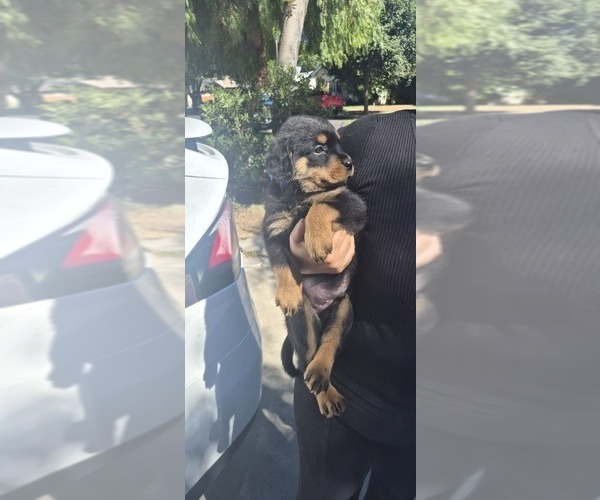 Medium Photo #3 Rottweiler Puppy For Sale in FRESNO, CA, USA