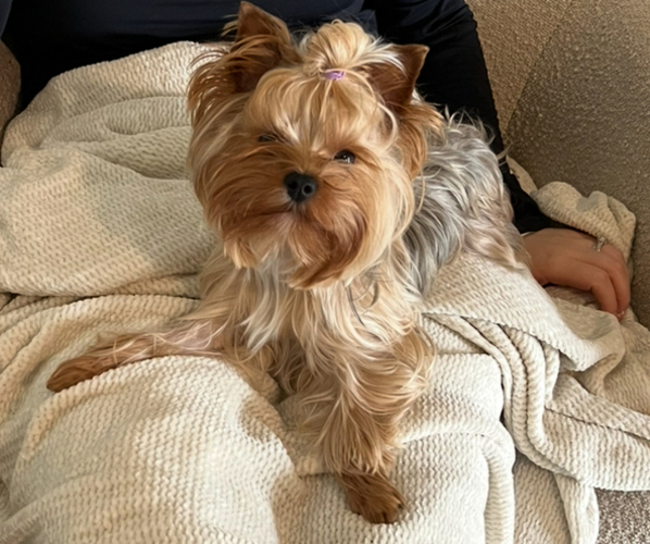 Medium Photo #1 Yorkshire Terrier Puppy For Sale in SOMERSET, KY, USA