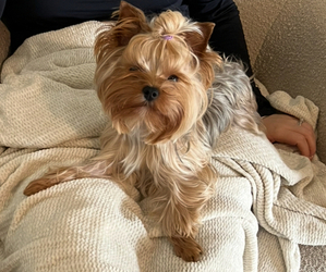 Yorkshire Terrier Puppy for sale in SOMERSET, KY, USA