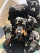 Small Photo #1 Doberman Pinscher Puppy For Sale in COLLEGE HEIGHTS DURANGO, CO, USA