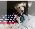 Small #2 Shih Tzu Mix