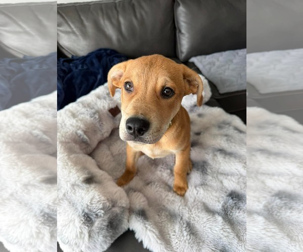 Medium Photo #4 American Pit Bull Terrier-Unknown Mix Puppy For Sale in Duluth, MN, USA