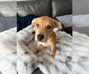American Pit Bull Terrier-Unknown Mix Dogs for adoption in Duluth, MN, USA