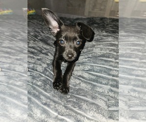 Chihuahua Puppy for sale in BREMERTON, WA, USA