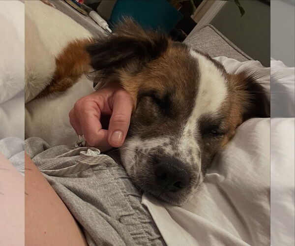 Medium Photo #11 Australian Shepherd-Unknown Mix Puppy For Sale in Bellevue, WA, USA