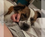 Small #10 Australian Shepherd Mix