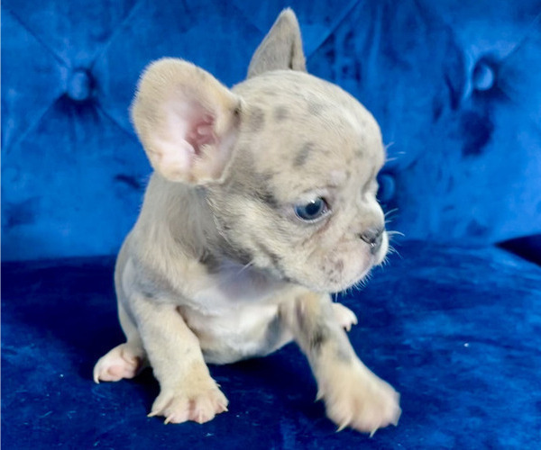 Medium Photo #8 French Bulldog Puppy For Sale in KANSAS CITY, MO, USA