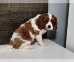 Small #4 Cavalier King Charles Spaniel