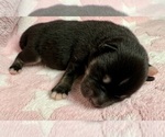 Small #9 Pomsky-Shiba Inu Mix