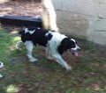 Small Photo #1 English Springer Spaniel Puppy For Sale in LANCASTER, PA, USA