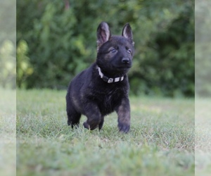 German Shepherd Dog Puppy for sale in DONGOLA, IL, USA