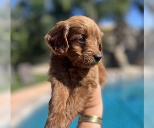Goldendoodle (Miniature) Puppy for sale in MENIFEE, CA, USA