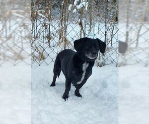 Dachshund Dogs for adoption in Lake City, MI, USA