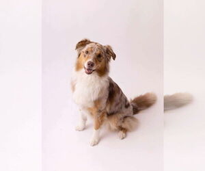 Australian Shepherd Dogs for adoption in Oro Medonte, Ontario, Canada