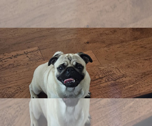 Mother of the Pug puppies born on 03/11/2026