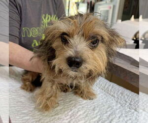Poodle (Miniature)-Unknown Mix Dogs for adoption in Benton, LA, USA