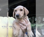 Puppy Puppy 2  Green Labrador Retriever