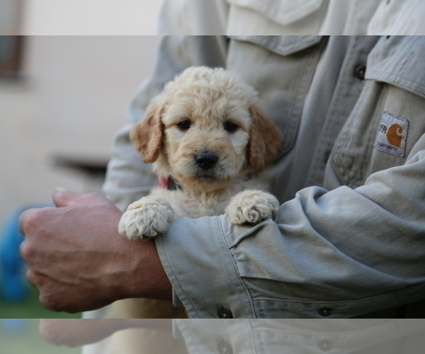 Medium Photo #6 Goldendoodle Puppy For Sale in FREDONIA, KY, USA