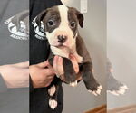 Small #1 American Pit Bull Terrier Mix