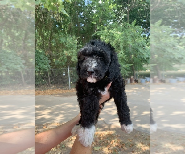Medium Photo #8 Goldendoodle Puppy For Sale in BRKN ARW, OK, USA