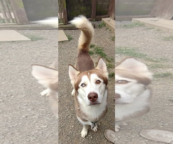 Medium Photo #5 Siberian Husky Puppy For Sale in Uwchlan, PA, USA