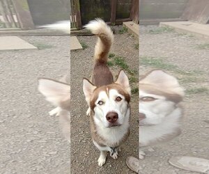 Blaze - Male Siberian Husky Dog for Adoption - Photo #5