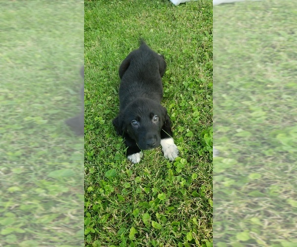 Medium Photo #7 Labrenees Puppy For Sale in CEDAR RAPIDS, IA, USA