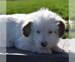 Small Photo #3 Aussiedoodle-Poodle (Miniature) Mix Puppy For Sale in SUNBURY, PA, USA