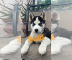 Small Photo #5 Siberian Husky Puppy For Sale in SAN DIEGO, CA, USA