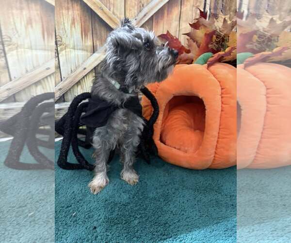 Medium Photo #1 Miniature Schnauzer-Poodle (Miniature) Mix Puppy For Sale in Mukwonago, WI, USA