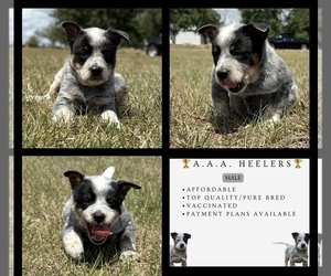 Australian Cattle Dog Puppy for sale in ZOLFO SPRINGS, FL, USA