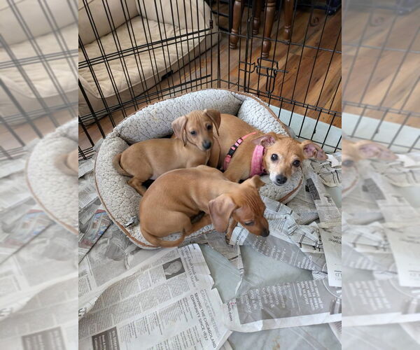 Medium Photo #4 Dachshund-Unknown Mix Puppy For Sale in Mundelein, IL, USA