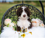 Small Photo #7 Bordoodle Puppy For Sale in STRAFFORD, MO, USA