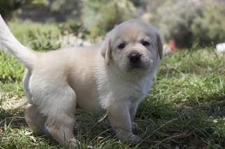 Labrador Retriever Puppy for sale in VISTA, CA, USA